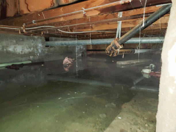 Best Professional water damage repair  in River Park, FL